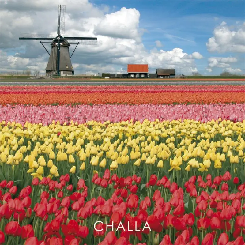 I love tulips