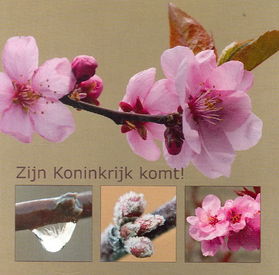 Wenskaart amandel