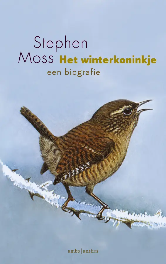 Winterkoninkje