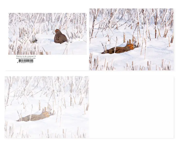 Panoramawenskaart zt Patrijs in sneeuw