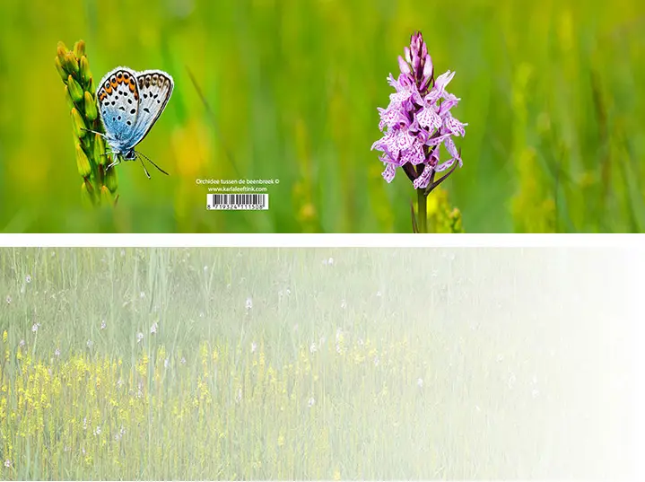 Panoramawenskaart orchidee tussen de bee