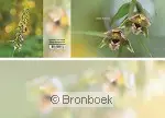 Panoramawenskaart orchidee - voor mama