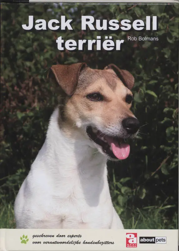 Jack Russell terriër